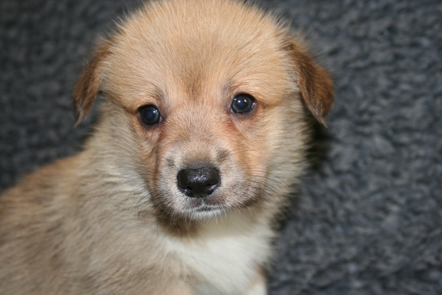 Puppies